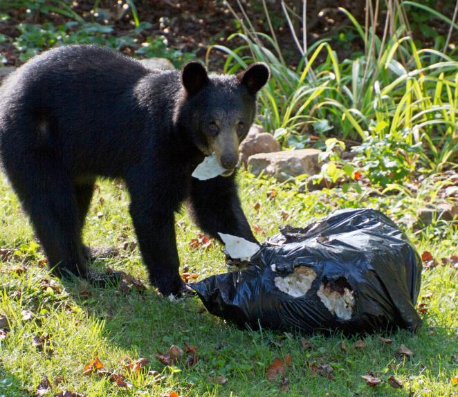 Bear with open garbage bag