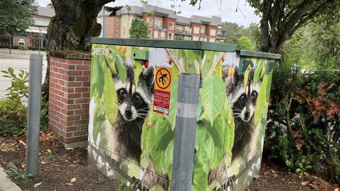 Utility box wrapped with photo of a raccoon