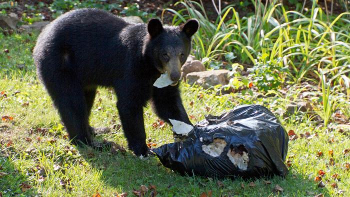 Bear with open garbage bag