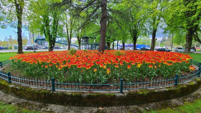 Tulips at McMitchell Park