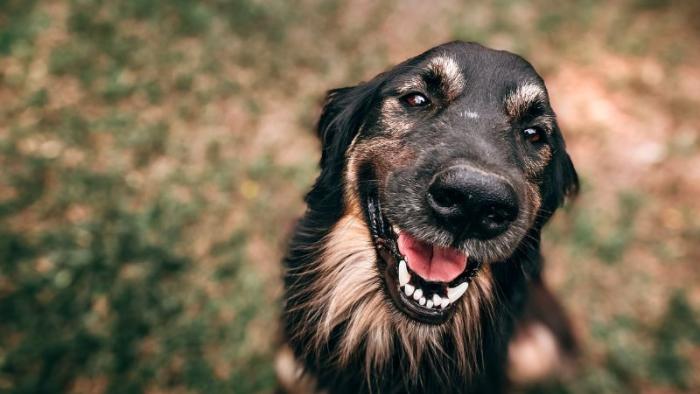 Smiling dog in a park
