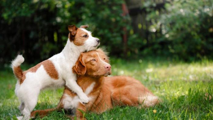 Two dogs in the grass