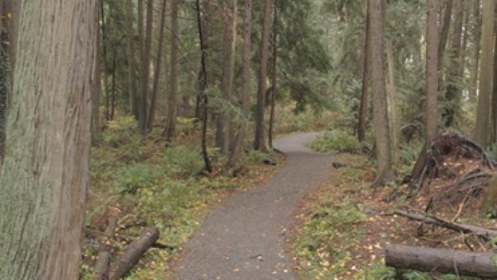 Hiking trail cutting through a heavily wooded area.