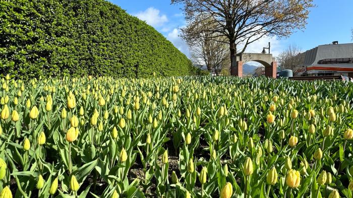 Tulips