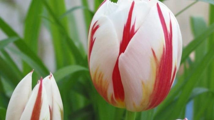 Red and white Canadian Celebration Tulip