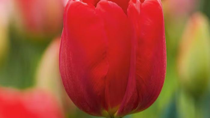 Red Canadian Liberator tulip