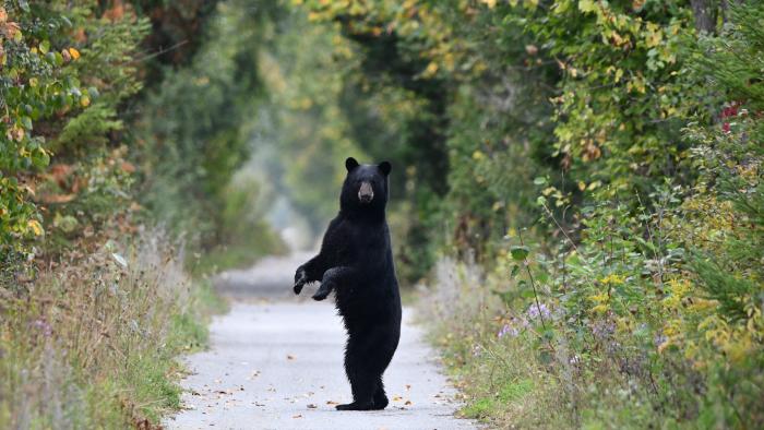 bears standing on back legs in trail