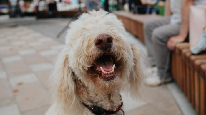 dog in Veterans Park