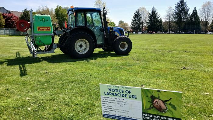 japanese beetle treatment