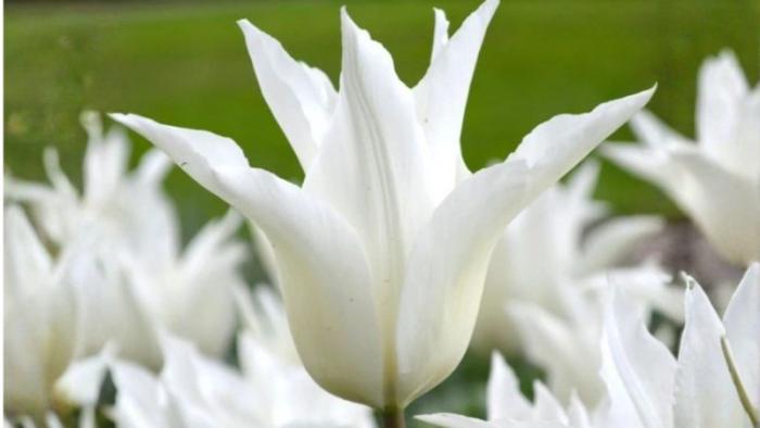 white tulip
