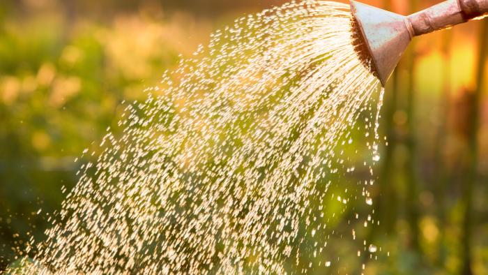 watering can watering in sun