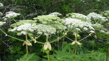 Hogweed growing out in the wild.