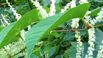 Knotweed growing in the wild.