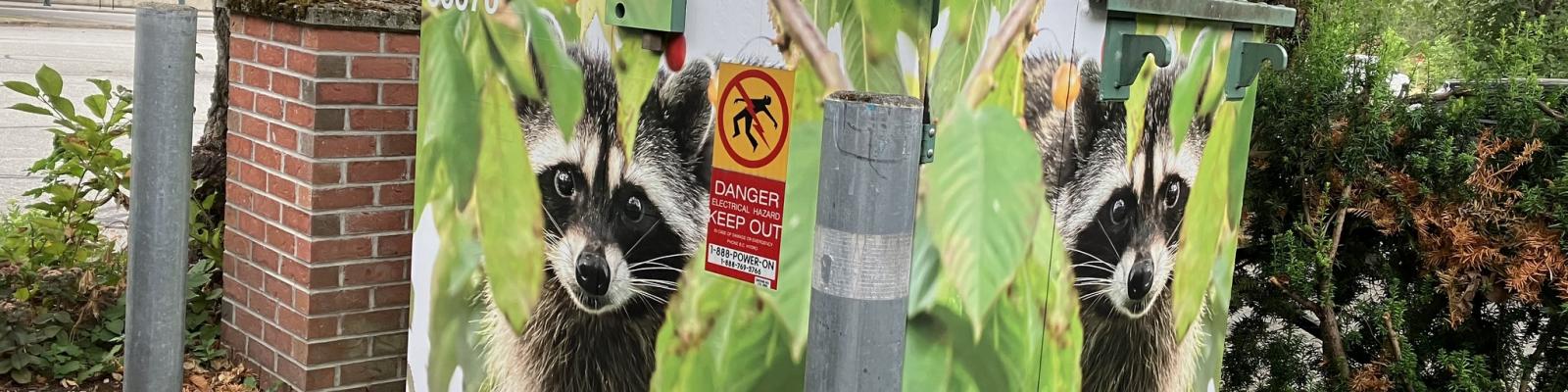 Utility box wrapped with photo of a raccoon