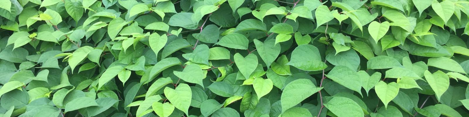 Invasive knotweed plant