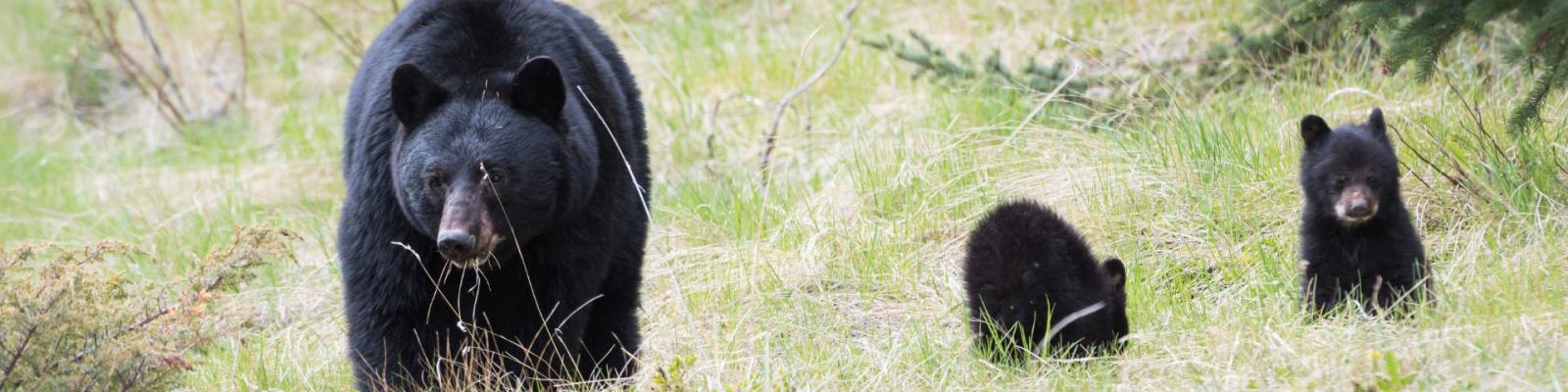 Bears and cubs