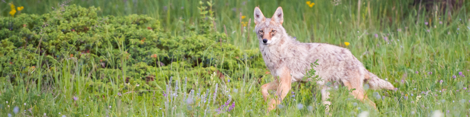 Coyote in a field