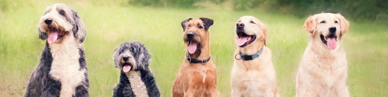 Five dogs at a park
