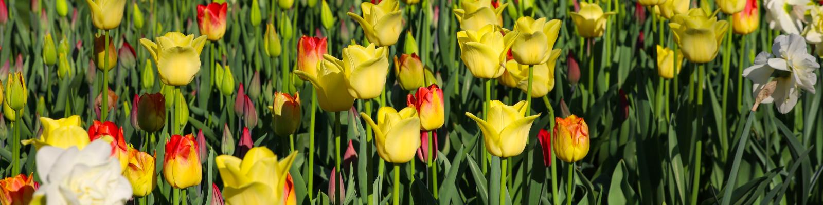 Tulips