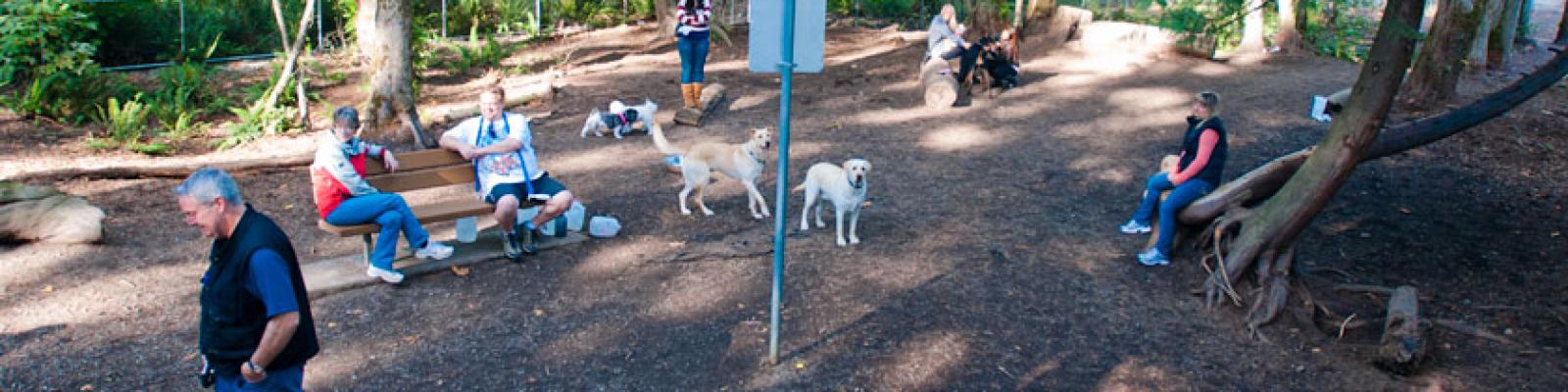 People gathered in a dog park. There are dogs playing around the park.