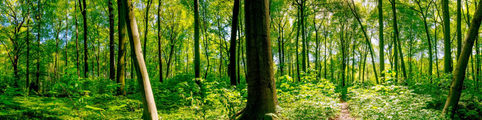 Trees