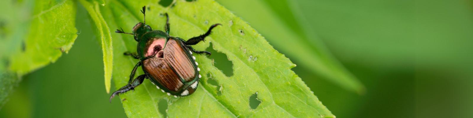 Japanese beetle on a leaf