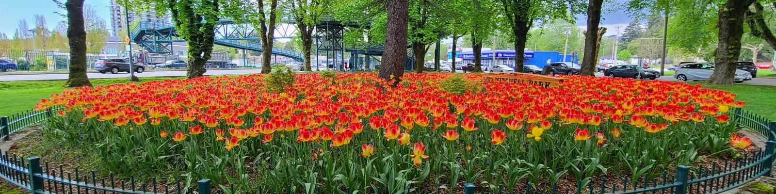 Tulips at McMitchell Park