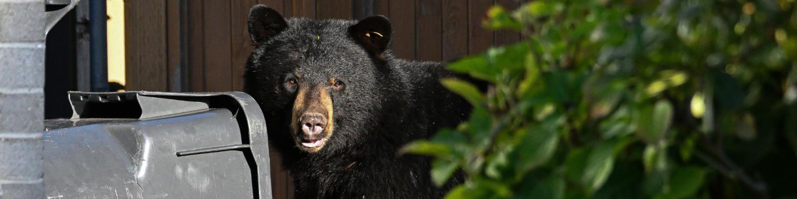 Bear with City waste cart