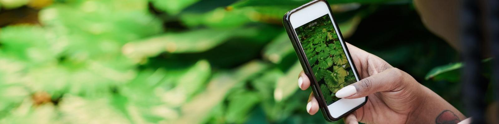Person taking a photo of a plant