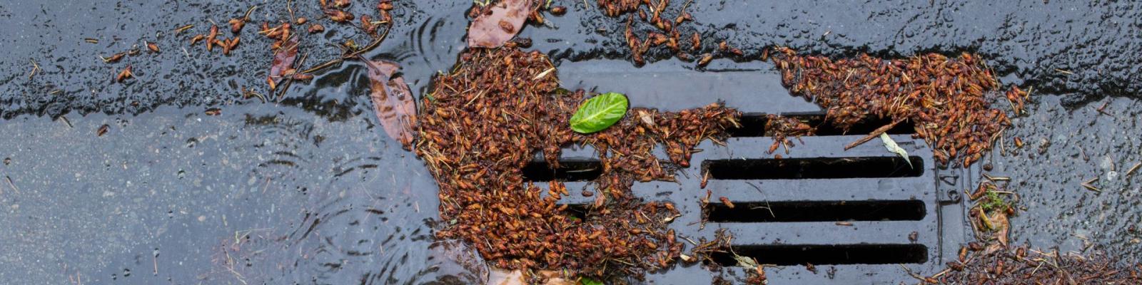 Catch basin with leaves covering
