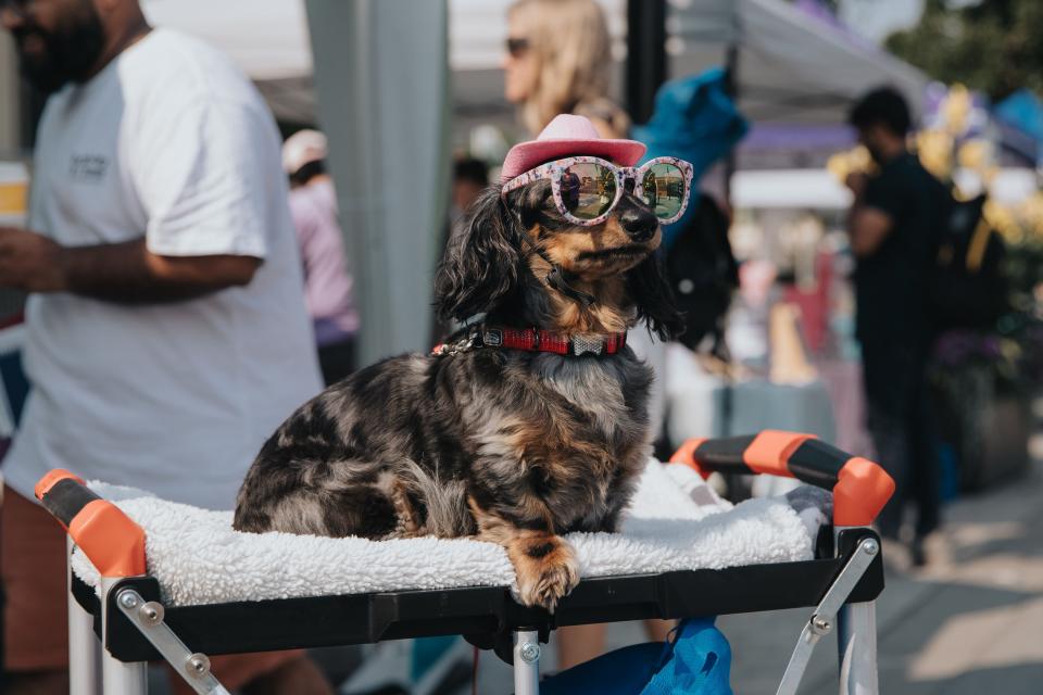 Dog with sunglasses and hat at event