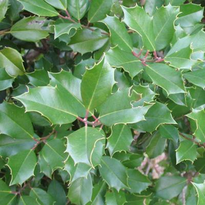 Wild English Holly plant.