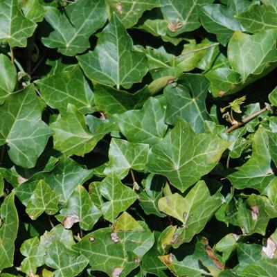 Wild English Ivy.