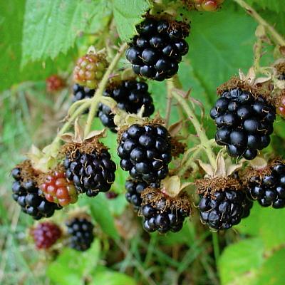 Wild Himalayan Blackberries.