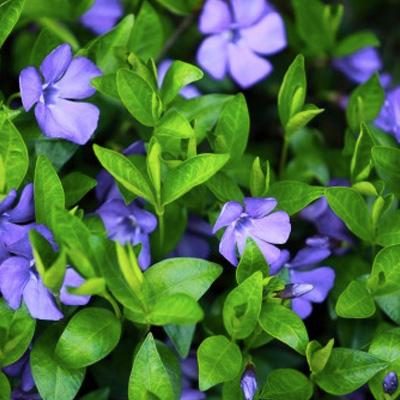 Wild Periwinkle plant.
