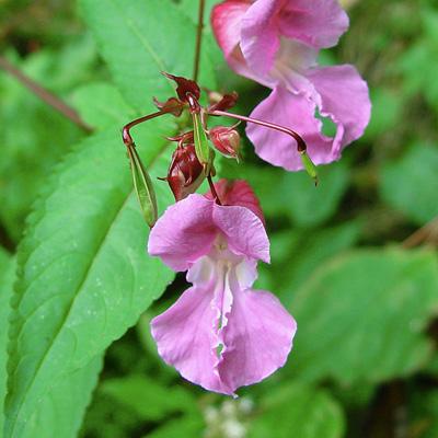Wild Policemans Helmet plant.