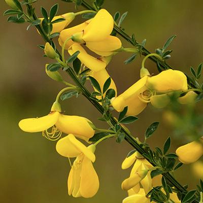 Wild Scotch Boom plant.