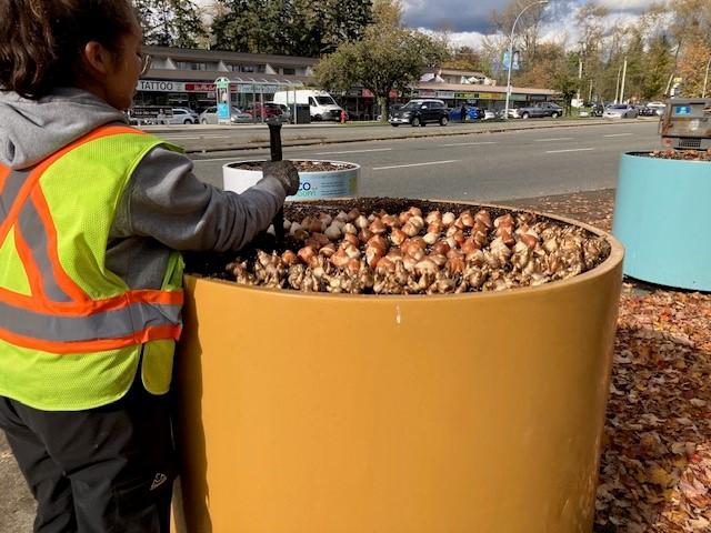 City staff planting tulip bulbs
