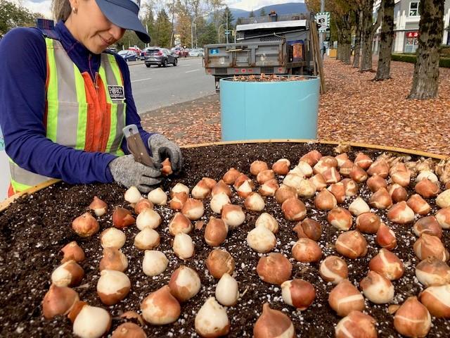 City staff planting tulip bulbs