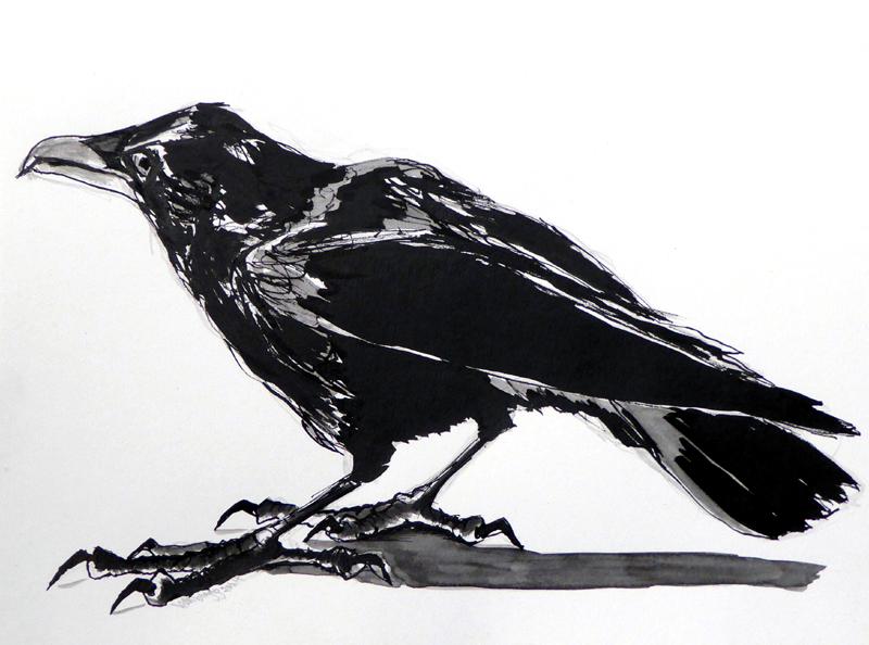 Crow drawing