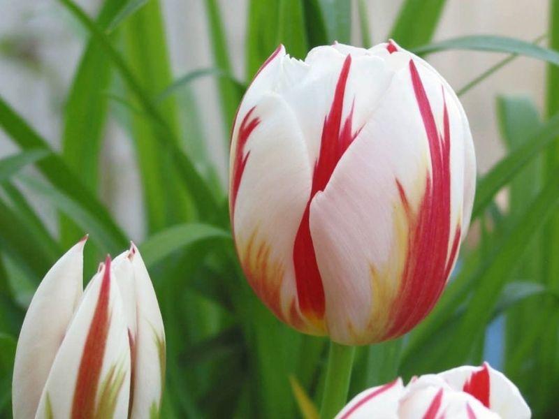 Red and white Canadian Celebration Tulip