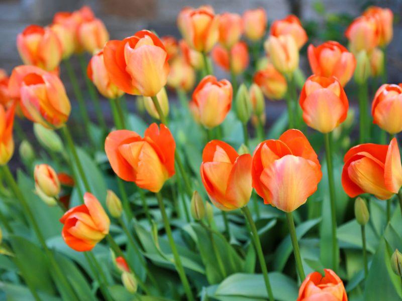 Orange Liberation 75 Tulips