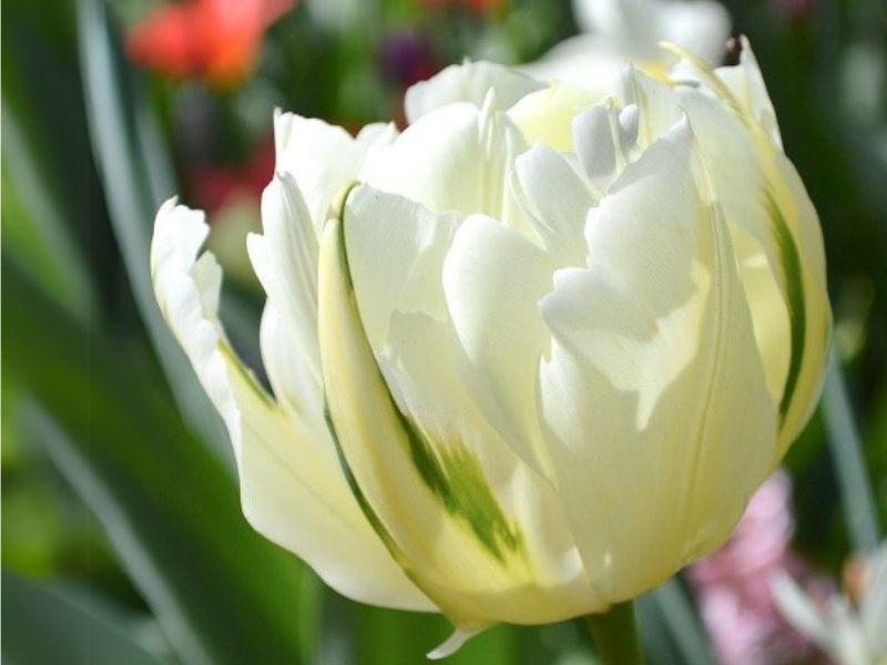 White with slight yellows Liberation 80 tulip