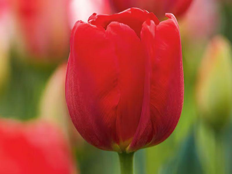 Red Canadian Liberator tulip