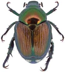 Aerial view of a Japanese beetle