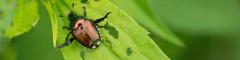 Japanese beetle on a leaf