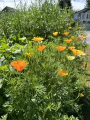 yellow flowers