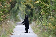 bears standing on back legs in trail