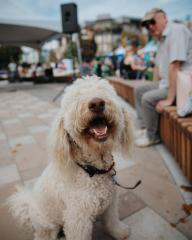 dog in Veterans Park