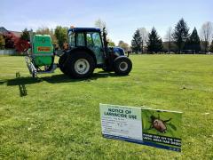 japanese beetle treatment